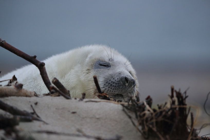 Grijze Zeehond Brul Helgoland Eiland Duitsland van Frank Fichtmüller