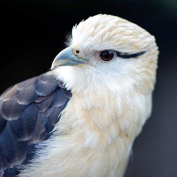 Gelbkopfkarakara-Raubvogel von Rene du Chatenier