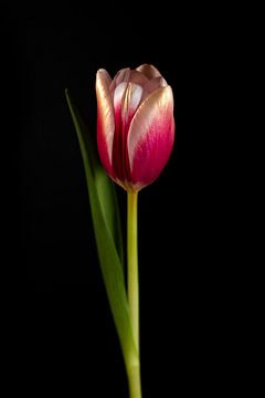 Stillevens in licht deel 4 – een tulp gevangen in gouden glorie