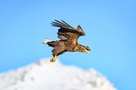 Zeearend jagend in in de lucht boven een fjord in Noorwegen van Sjoerd van der Wal Fotografie thumbnail