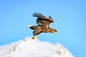 Seeadler auf der Jagd am Himmel