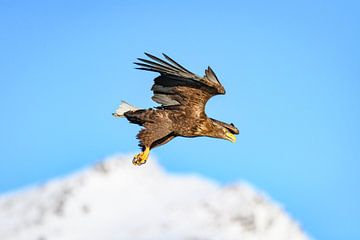 Zeearend jagend in in de lucht boven een fjord in Noorwegen
