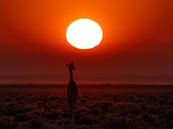 Giraffe in Afrika van Omega Fotografie thumbnail