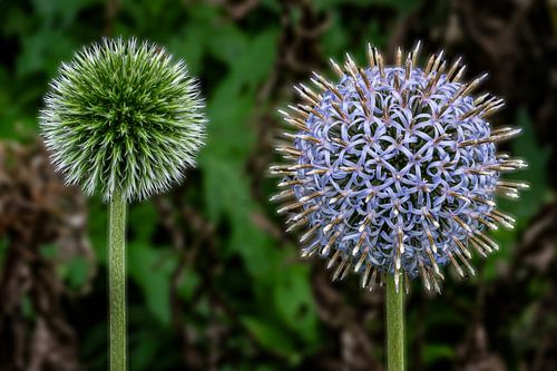 Allium