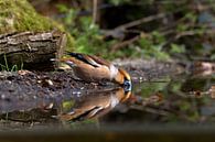 Trinkender Apfel-Fink mit Reflexion von Merijn Loch Miniaturansicht