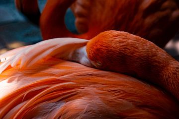 Flamingo by Dubbel Dushi