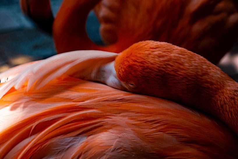 Flamingo by Dubbel Dushi