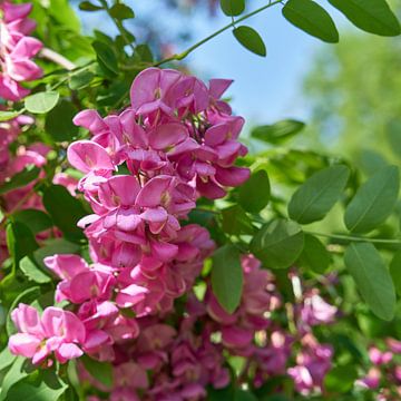 roze-bloeiende Robinia margaretta Casque Rouge