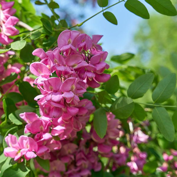 pink-flowering Robinia margaretta Casque Rouge by Heiko Kueverling