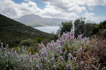 lavendel