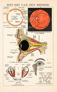 Anatomie. Het oog van de mens