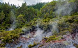 Mysterious landscape, Northern Island, New Zealand