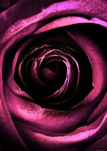 ROSE IV-A