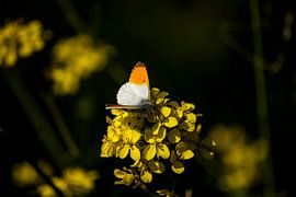 Oranjetipje op Koolzaad van Eric de Jong