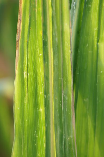 Maisblatt von Niek Traas