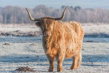 Schotse Hooglander in de winter van Ans Bastiaanssen
