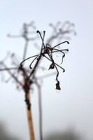 Herfst morgen