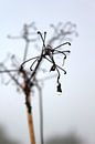 Herfst morgen van Manon Leisink thumbnail