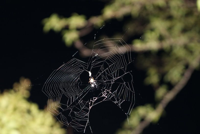 Spinne im Spinnennetz von Rosalie Broerze