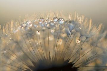 Morning light on the dewdrops on a dandelion seed fluff by Birgitte Bergman