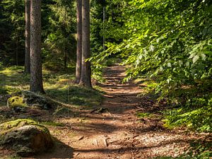 Lampertstein, Suisse saxonne - chemin forestier menant au Lampertstein