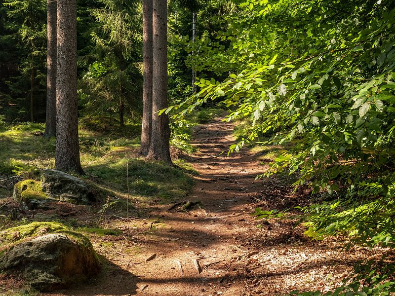 Lampertstein, Sächsische Schweiz - Waldweg zum Lampertstein von Pixelwerk