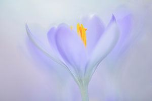 Krokus