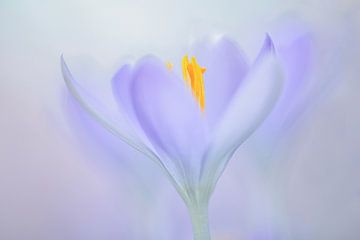 Crocus sur Elles Rijsdijk