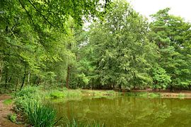 An einem See im Wald von Corinne Welp