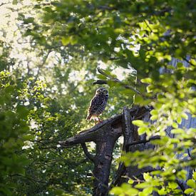In the forest lives an owl. by WeVaFotografie