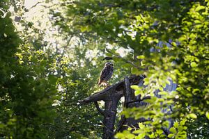 In het bos woont een uil.