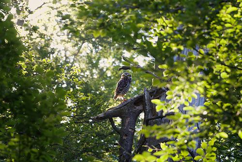 In the forest lives an owl.