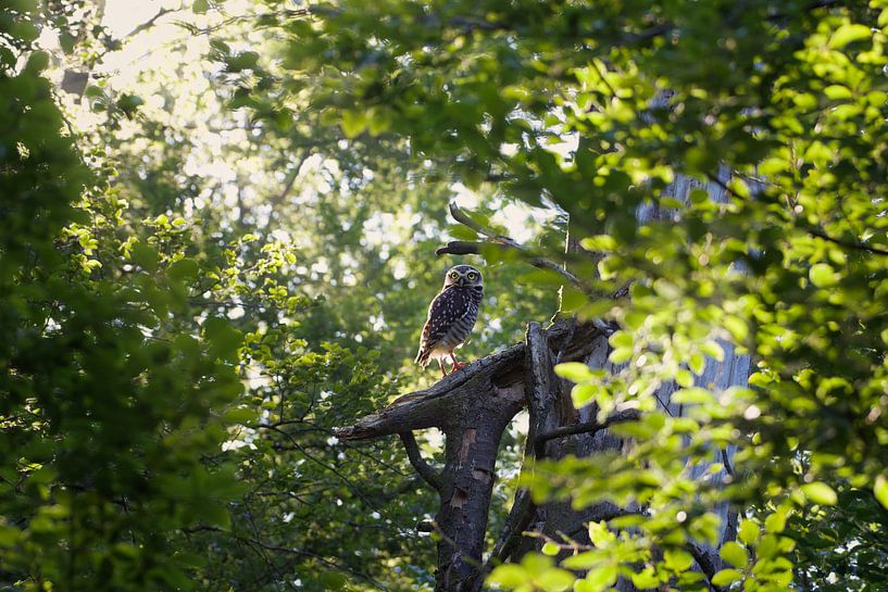 Dans la forêt vit un hibou. par WeVaFotografie
