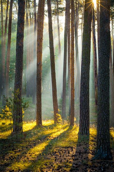 Bos in de Harz van Martin Wasilewski