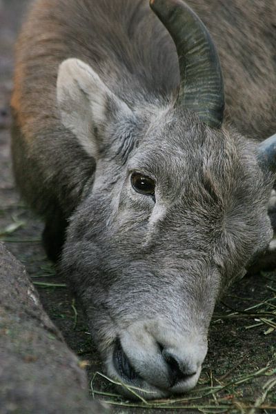 Steenbok van Renate Peppenster