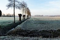 winterlandschap met knotwilgen van Rick Crauwels thumbnail