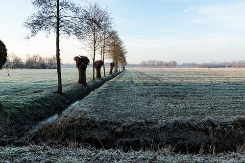 winterlandschap met knotwilgen