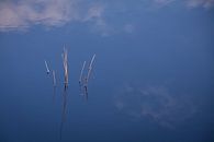 Blaue Reflexion im Wasser eines Teiches von FotoGraaG Hanneke Miniaturansicht