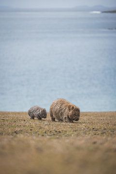 Wombats van Maria Island: Tasmanië's Charmante Inwoners van Ken Tempelers