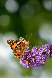 Schmetterling