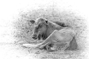 A young wildebeest. by Gunter Nuyts