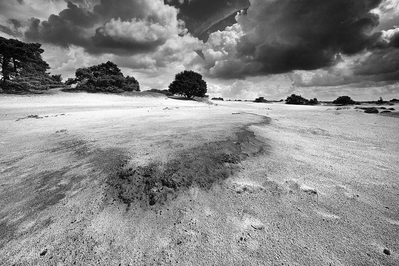 Elements of Nature von Saskia Jans