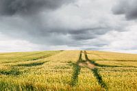 field_01