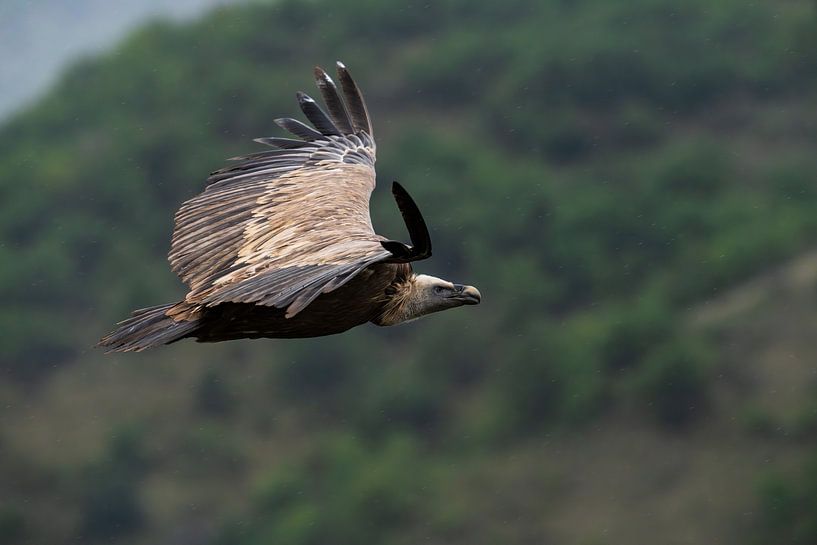 Gänsegeier von JA Art Photography