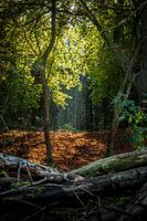 Herfst