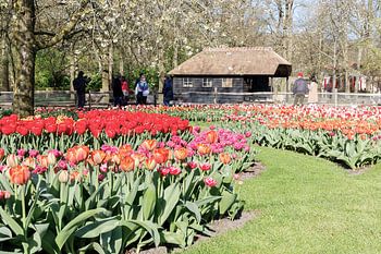 De kleurenpracht op de Hollandse Keukenhof.