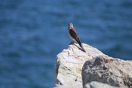 Bird watch by Kristel Sturrus