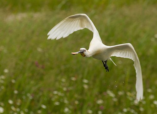 Opvliegende Lepelaar