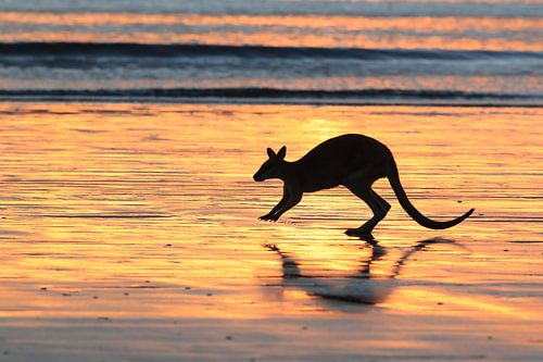 kangoeroe op strand bij zonsopgang, mackay, noord queenland, australië