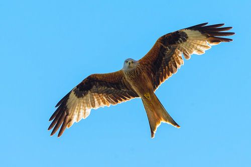 Rode Wouw ( Milvus milvus )